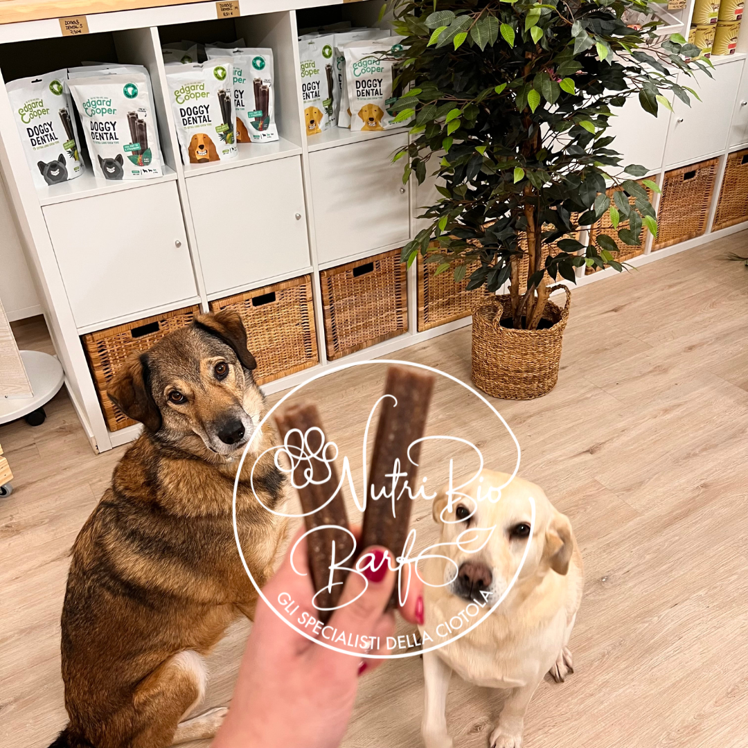 Doggy Dental