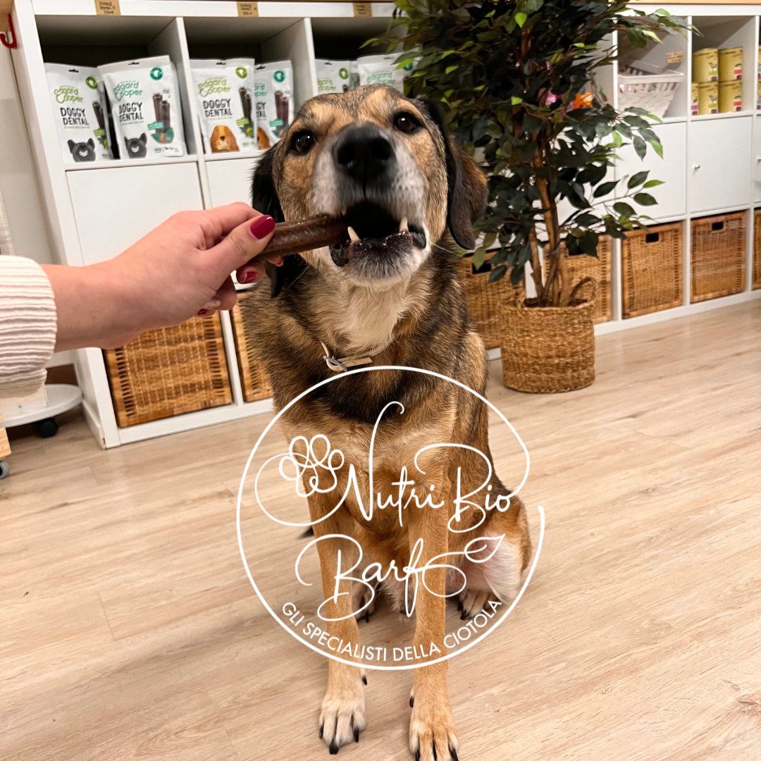 Doggy Dental