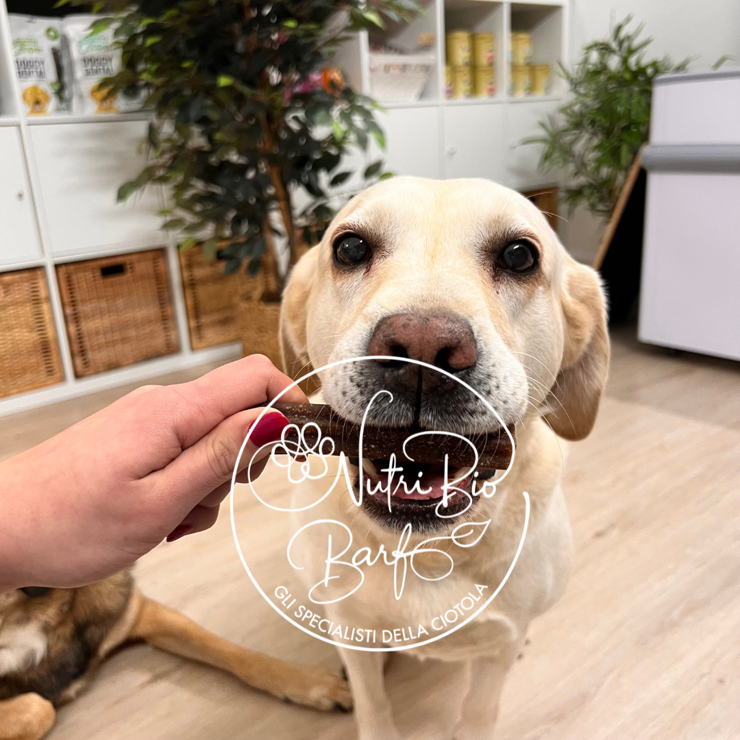 Doggy Dental